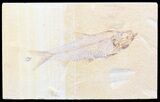 Detailed, Knightia Fossil Fish - Wyoming #42403-1